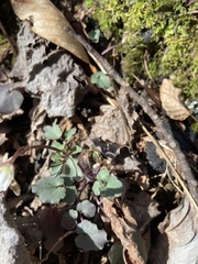 Cardamine flagellifera