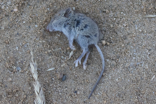 iNaturalist observation photo of House Mouse