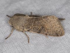 Orthosia behrensiana