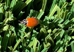 Hippodamia convergens