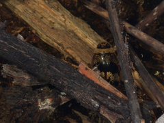 Rhantaticus congestus