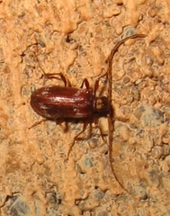 Ptinus
