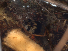 Rhantaticus congestus