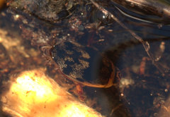 Rhantaticus congestus