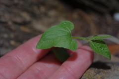 Endodeca serpentaria