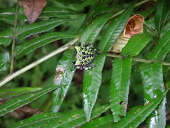 Araneus seminiger
