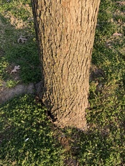 Quercus alba