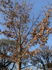 Quercus alba