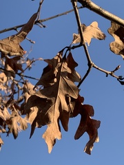 Quercus alba