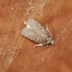 Agonopterix clemensella