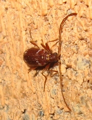 Ptinus