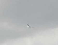 Larus californicus