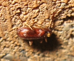 Ptinus