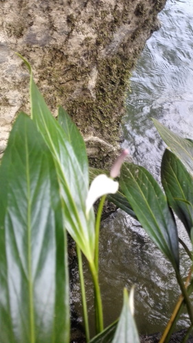 Engl anthurium (Anthurium antioquiense)