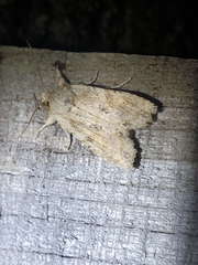 Lithophane bethunei