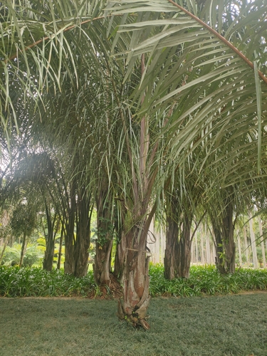 West African Piassava Palm (Raphia vinifera)
