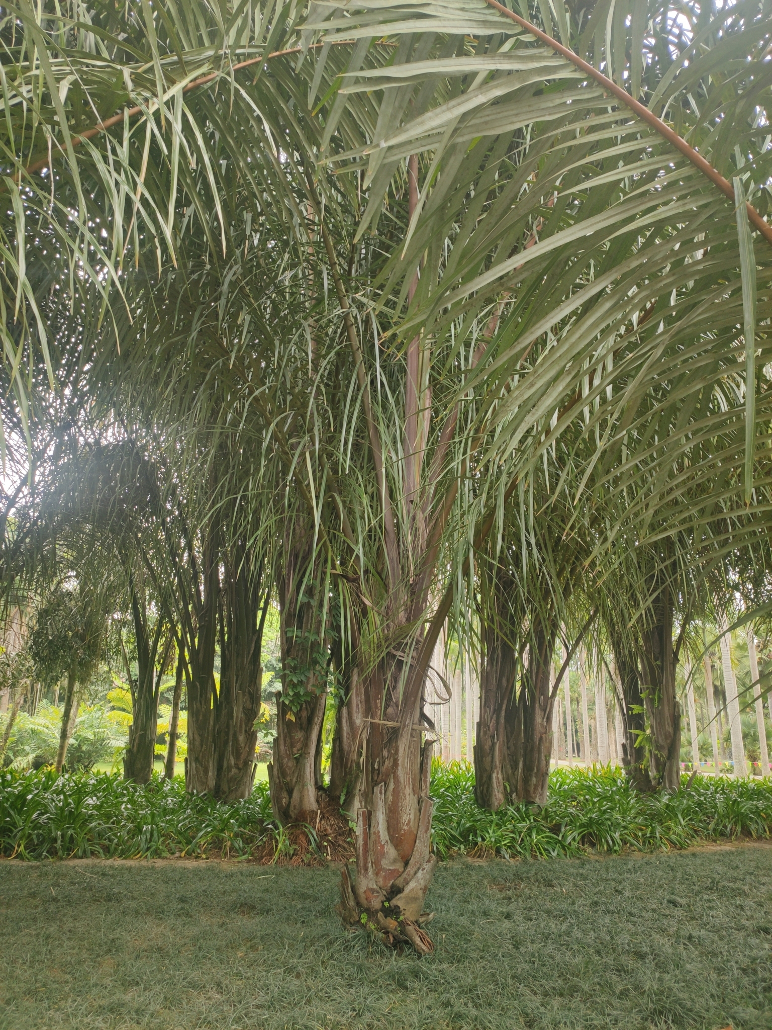 Raphia vinifera