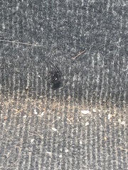 Latrodectus hesperus