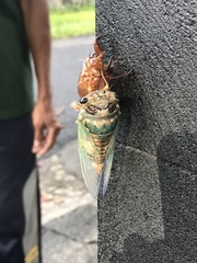 Cicadidae