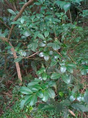 Ilex maximowicziana