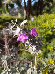 Leucophyllum frutescens