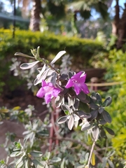 Leucophyllum frutescens