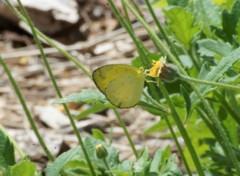 Eurema alitha