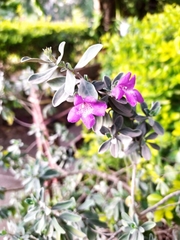 Leucophyllum frutescens