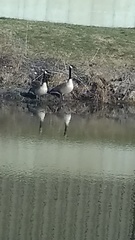 Branta canadensis