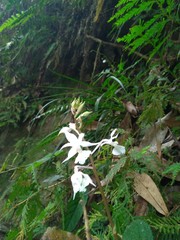 Calanthe arisanensis