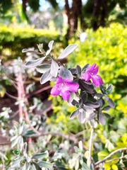 Leucophyllum frutescens