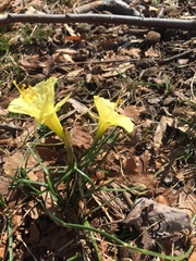 Narcissus romieuxii