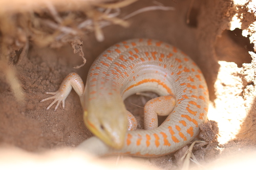 Schneider's Skink