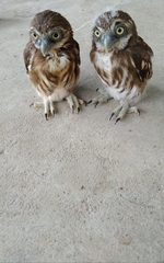 Glaucidium
