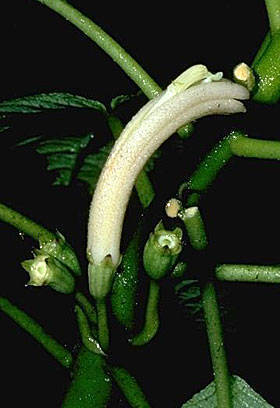 Cyanea copelandii