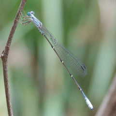 Labidiosticta vallisi