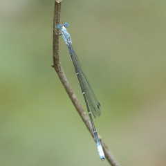 Labidiosticta vallisi