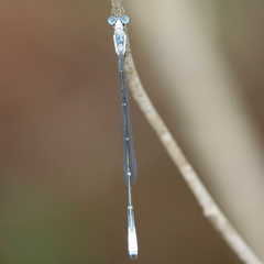 Labidiosticta vallisi