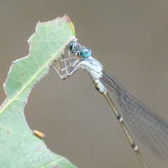 Labidiosticta vallisi