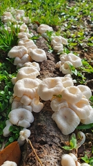 Lentinus squarrosulus