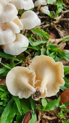Lentinus squarrosulus