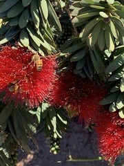 Apis mellifera