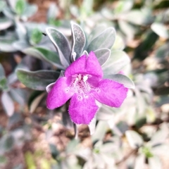 Leucophyllum frutescens