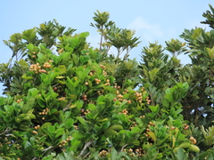 Gomphandra luzoniensis