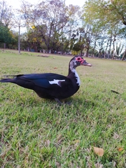 Cairina moschata domestica