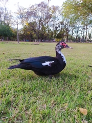 Cairina moschata domestica