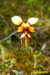 Diuris decrementa