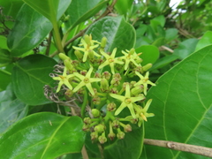 Parsonsia alboflavescens