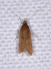 Dichomeris punctidiscellus