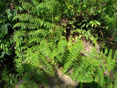 Dennstaedtia scandens